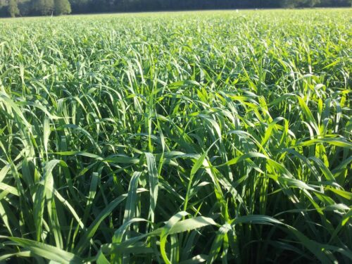 międzyplony, wsiewki międzyplonowe, materia organiczna, dopłata do uprawy międzyplonów, seradela, kupkówka pospolita