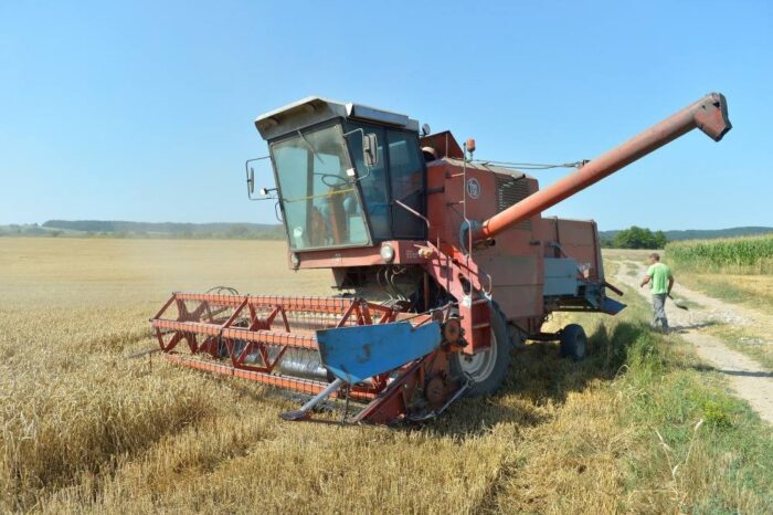 żniwa, pszenica, Krzysztof Jurgiel, cena pszenicy w skupie, agrobiznes