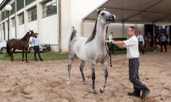Janów Podlaski, stadnina, araby z Janowa, Pride of Poland, konie na sprzedaż, aukcja, Pride of Poland 2017