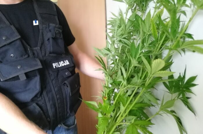 konopie indyjskie, uprawa konopi, przestępczość, policja, plantacje konopi w lasach
