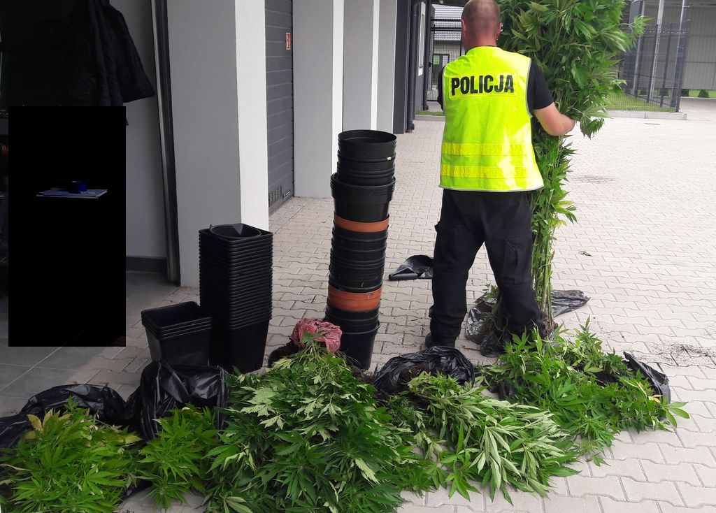 konopie indyjskie, uprawa konopi, przestępczość, policja, plantacje konopi w lasach