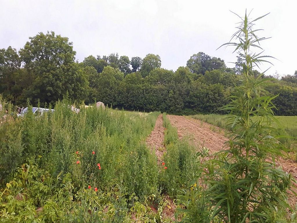 konopie indyjskie, uprawa konopi, przestępczość, policja, plantacje konopi w lasach