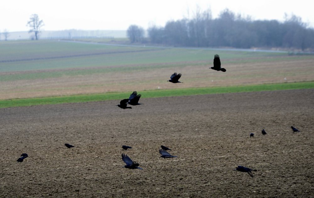 kowr, anr, arr, arimr, agencje płatnicze, obsługa rolników