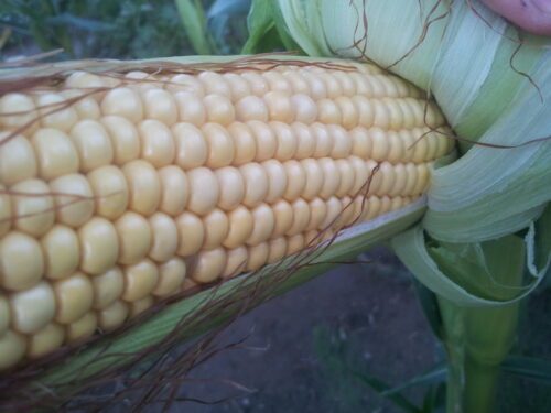 kolba, kukurydza, ziarniaki, powiat moniecki