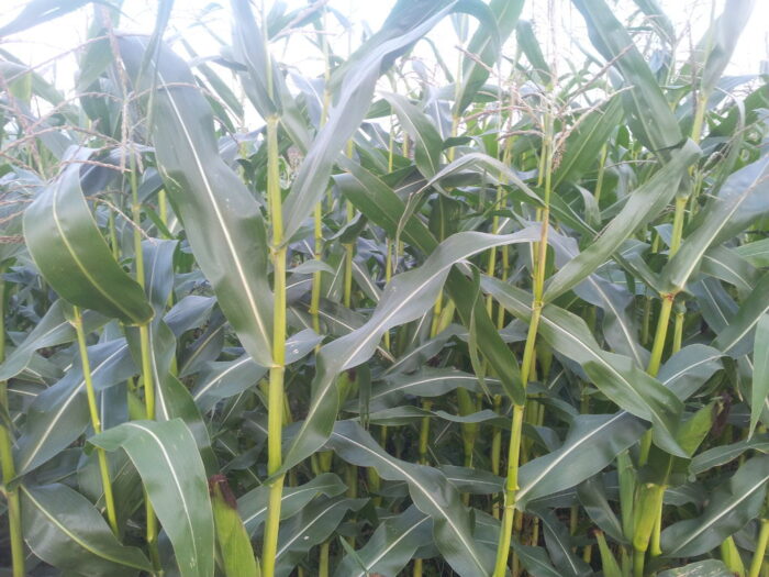 kukurydza, pole, rośliny