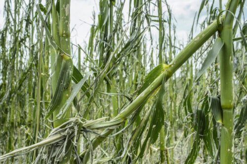 poszkodowani roilnicy, wsparcie dla poszkodowanych rolników, huragan, grad, deszcz nawalny