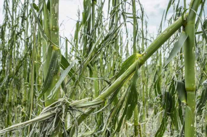 poszkodowani roilnicy, wsparcie dla poszkodowanych rolników, huragan, grad, deszcz nawalny