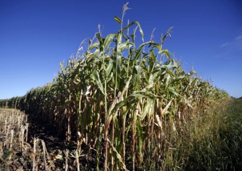 Kukurydza w Kanadzie