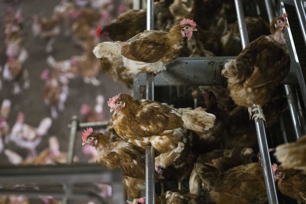 skażone jaja, holandia, afera z jajami, fipronil, kury, drób