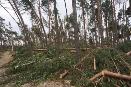drzewa, burza, wichura, wiatr zniszczył las, Lasy Państwowe, drewno, zniszczenia
