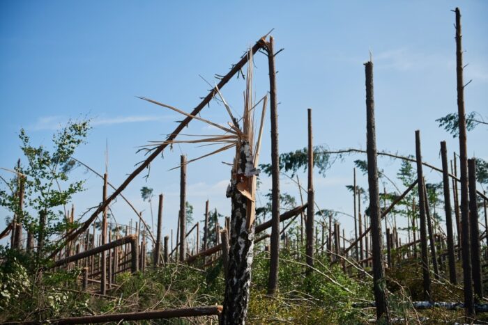zniszczenia w lasach, lasy państwowe, nawałnice, pomorze, alina malinowska