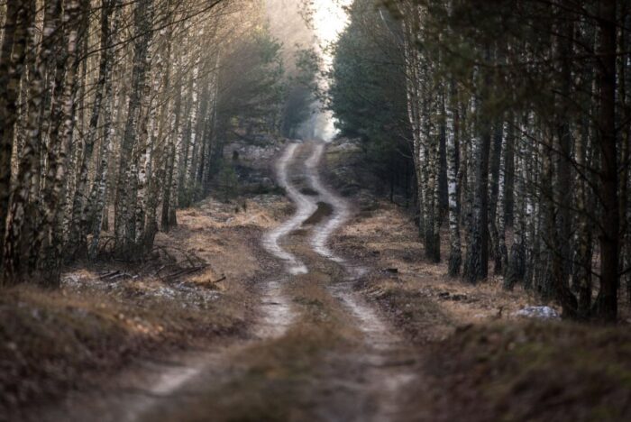 Lasy Państwowe, Krajowy Zasób Nieruchomości, Krzysztof Trębski, przekazywanie gruntów, konrad tomaszewski