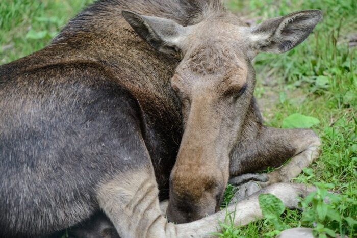 łosie, polowanie na łosie, Moratorium na odstrzał łosi, ministesrtwo środowiska, andrzej konieczny