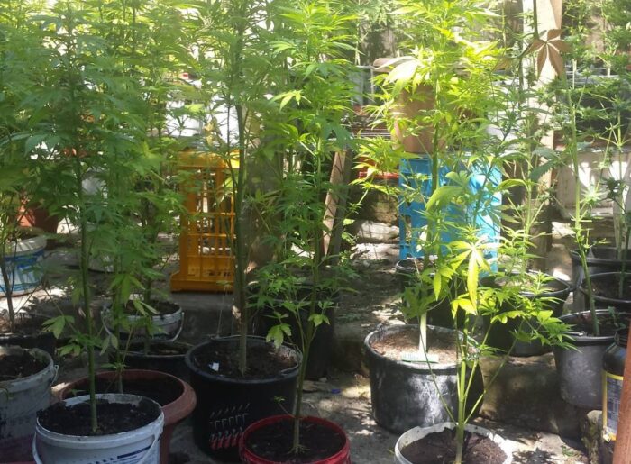 policja, marihuana, plantacja konopi indyjskich, narkotyki, policja zatrzymała