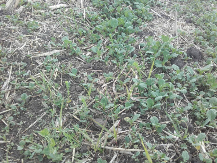 międzyplony ścierniskowe, elementy proekologiczne, arimr, biuro powiatowe arimr