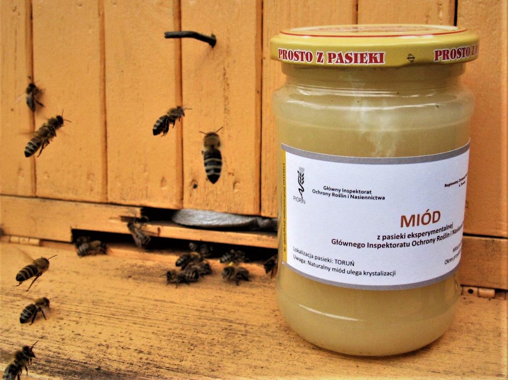 pasieka piorin, piorin, toruń, ule na dachu, pasieki w miastach, pszczelarstwo