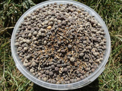 mieszanki, nasiona, międzyplon