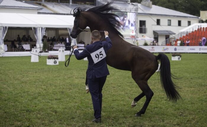 Janów Podlaski, stadnina, araby z Janowa, Pride of Poland, konie na sprzedaż, aukcja, Pride of Poland 2017