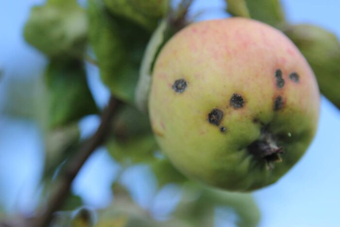 owoce, jabłka, parch jabłoni, kwieciak jabłkowiec, choroby, sad, sadownictwo