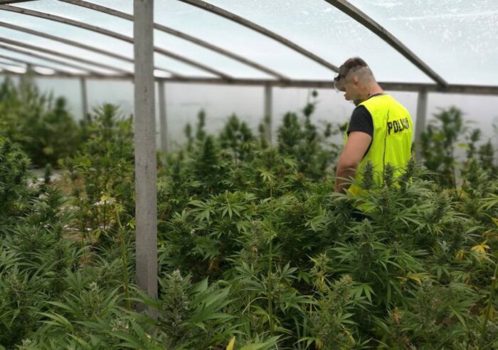 policja, marihuana, plantacja konopi indyjskich, narkotyki, policja zatrzymała