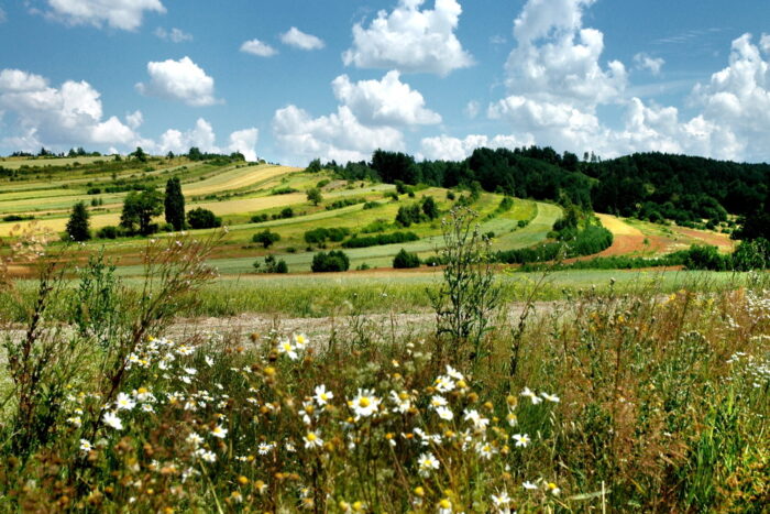 puszcza białowieska, wycinka puszczy białowieskiej, jan szyszko, ministerstwo środowiska, przyroda