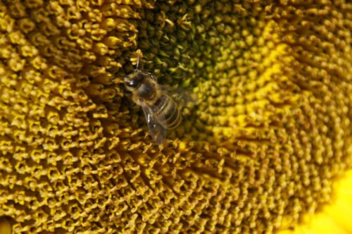 Neonikotynoidy, pestycydy, imidakloprid, klotianidyna, tiametoksam, greenpeace, pszczoły