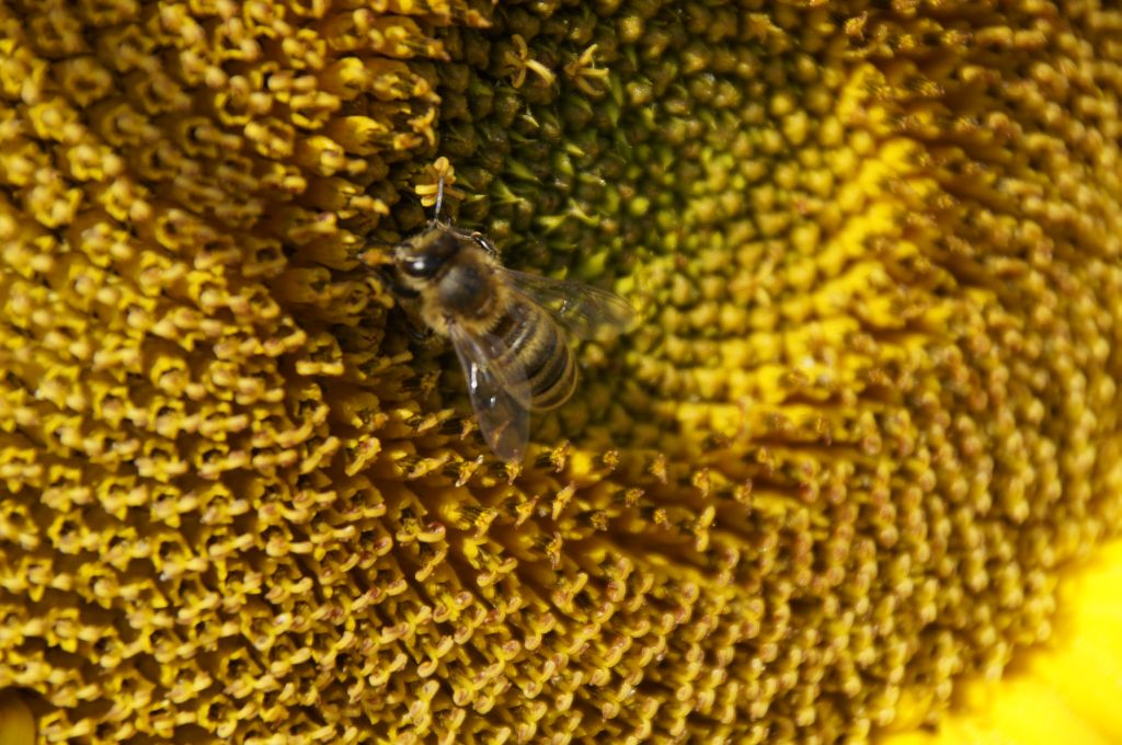 Neonikotynoidy, pestycydy, imidakloprid, klotianidyna, tiametoksam, greenpeace, pszczoły