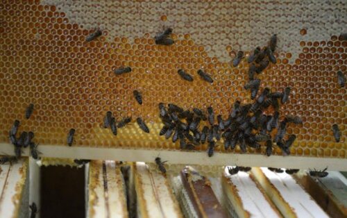 pszczoły, miód, podkarpackie, miód ze spadzi iglastej, zła pogoda