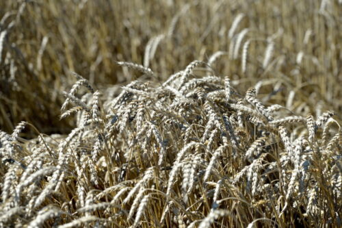 produkty rolne, rynek rolny, gus, ceny zbóż, ceny mięsa, ziemniaki