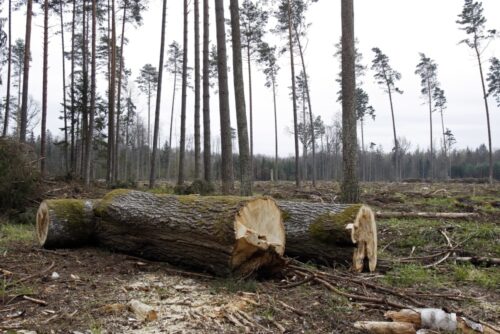 Wycinka Puszczy Białowieskiej, puszcza białowieska, jan szyszko, ministerstwo środowiska