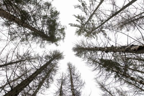 puszcza białowieska, wycinka puszczy białowieskiej, jan szyszko, ministerstwo środowiska, przyroda