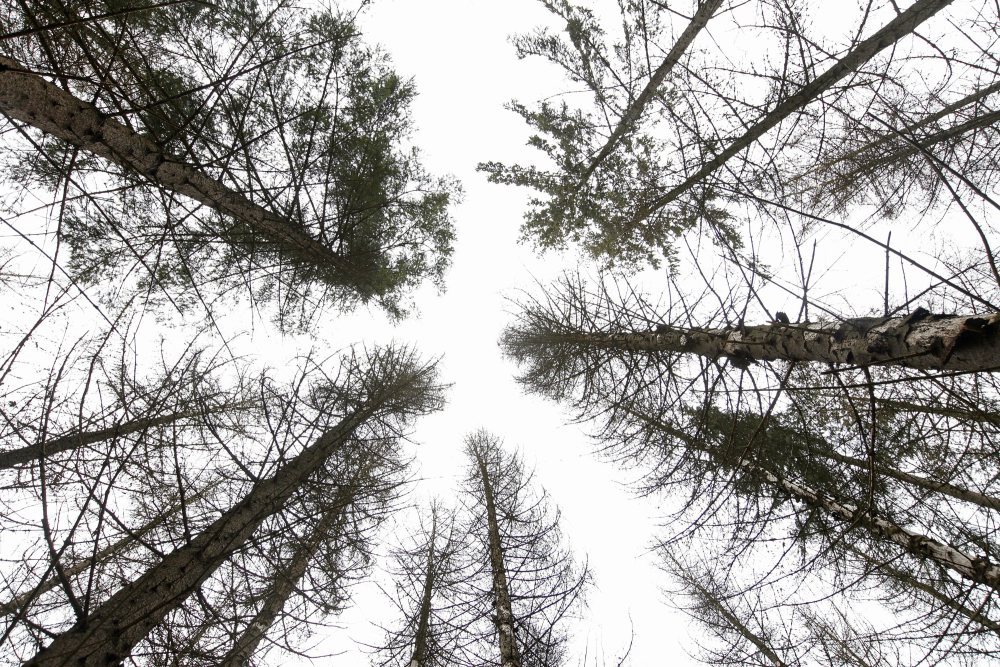 puszcza białowieska, wycinka puszczy białowieskiej, jan szyszko, ministerstwo środowiska, przyroda