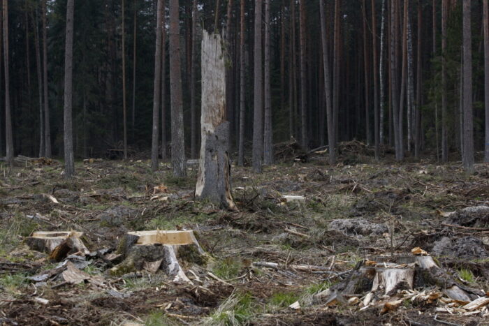 Wycinka Puszczy Białowieskiej, puszcza białowieska, jan szyszko, ministerstwo środowiska
