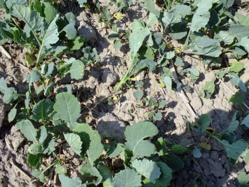 rzepak, samosiewy rzepaku, siewka