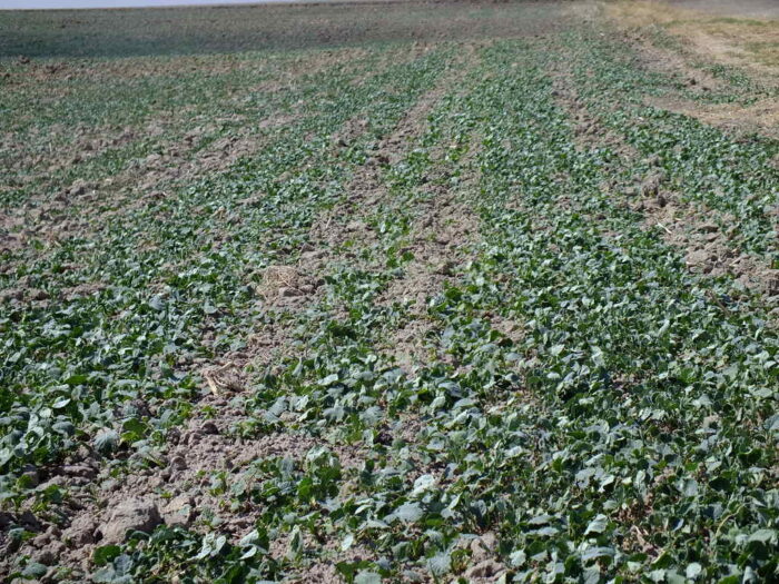 wirus żółtaczki rzepy, mszyca brzoskwiniowa, zwalczanie wirusa żółtaczki rzepy, szkody powodowane przez TuYV