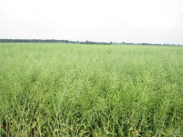 śruta rzepakowa, rzepak, przerób rzepaku, Polskie Stowarzyszenie Producentów Oleju, Piotr Szysz, Mariusz Szeliga