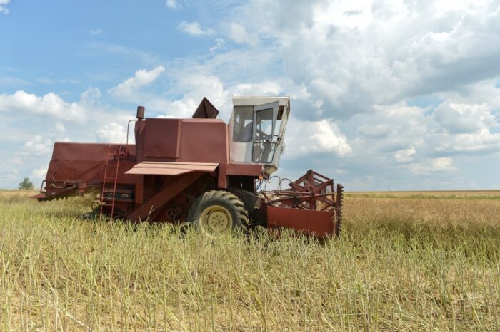 rzepak, zbiory rzepaku, eksport rzepaku, import rzepaku, surowce oleiste