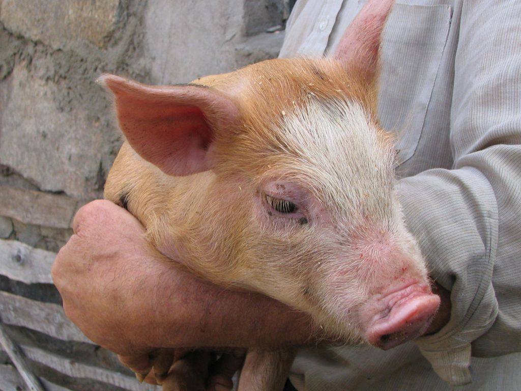 rzeźnik, promocja zawodu rzeźnika, Stowarzyszenie Rzeźników i Wędliniarzy RP