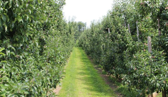 parch jabłoni, owoce, sad, sadownictwo, owoce, ochrona jabłoni,