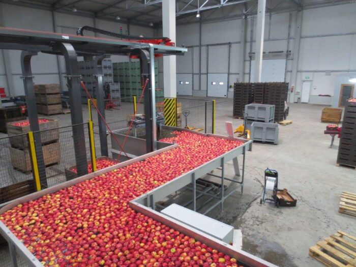 sadownictwo, jabłka, produkcja jabłek, eksport jabłek, rosyjskie embargo