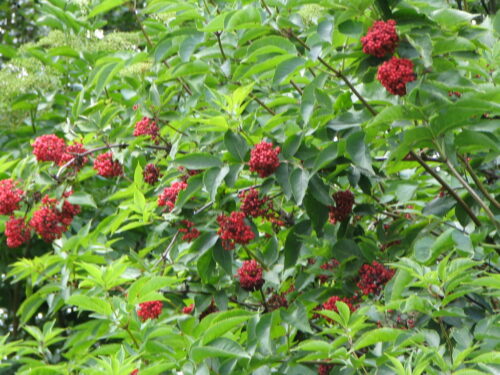 sady, uprawy roślin jagodowych, ochrona sadów przed ptakami, laser, Generalna Dyrekcja Ochrony Środowiska