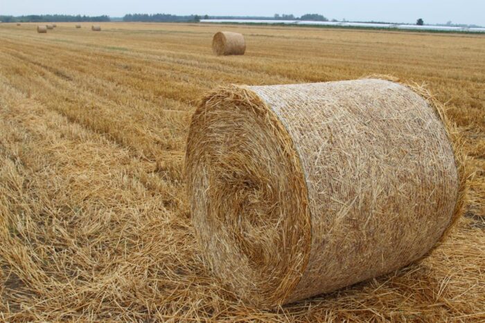 podniesienie wieku emerytalnego dla rolników, PiS, PSL, polityka, rolnictwo