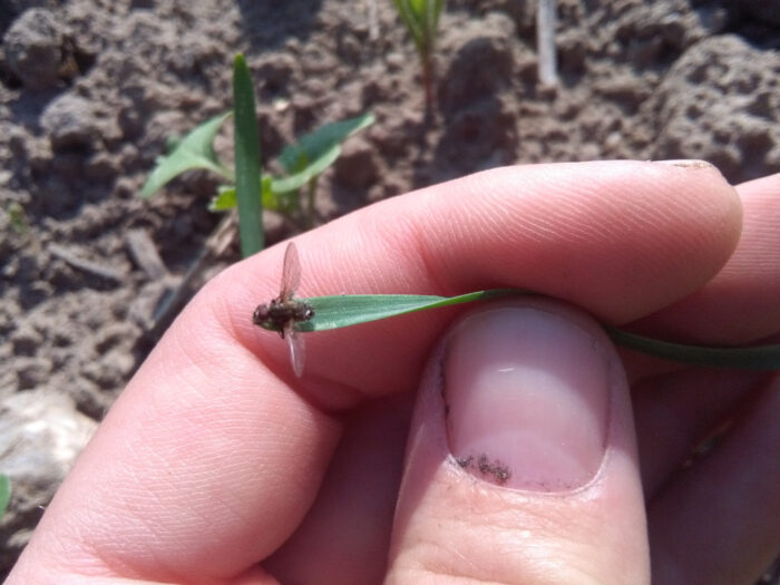 śmietka kapuściana