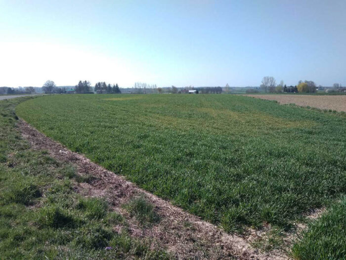 pszenica ozima, rośliny, plantacja, pole, Sahryń