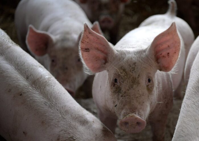 Instytut Ekonomiki Rolnictwa i Gospodarki Żywnościowej, poglowie świń w polsce, trzoda chlewna