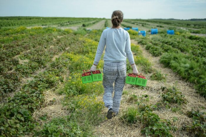 państwowa inspekcja pracy, pip, kontrole pip, umowa o pracę, pracownicy sezonowi
