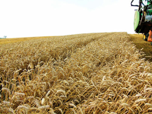 pszenica, łan, kłosy