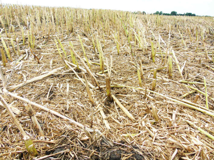 uprawa konserwująca, uproszczona uprawa gleby, skutki zmian klimatycznych dla rolnictwa,