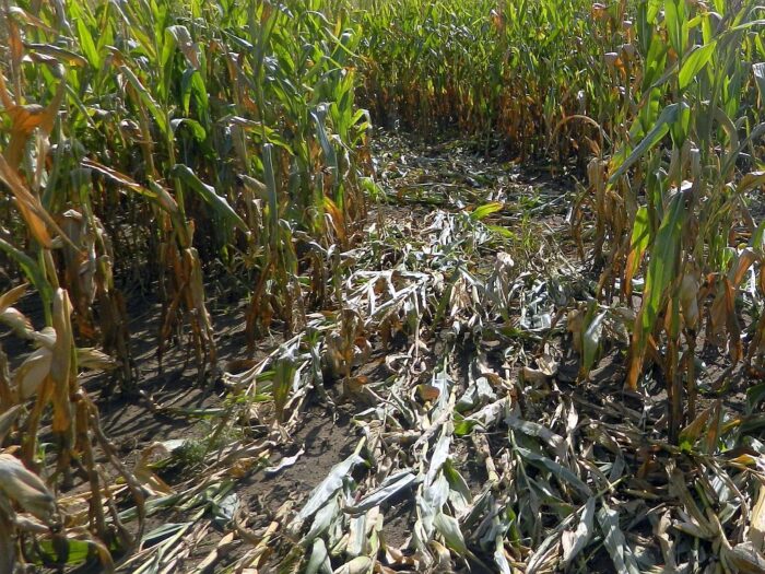 ubezpieczenie upraw, klęski żywiołowe, susza, grad, huragan