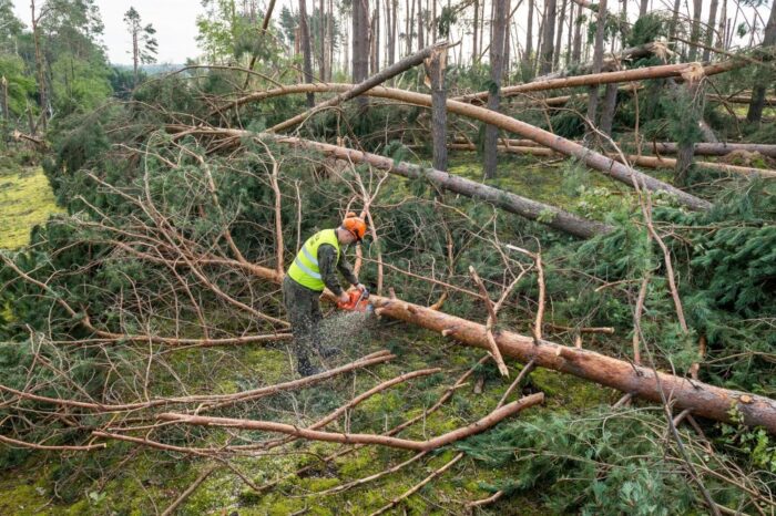wiatrołomy, lasy państwowe, alina malinowska, branża drzewna, bogdan czemko